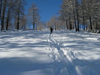 nel bosco
