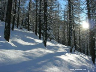 tra i larici foto marco conti