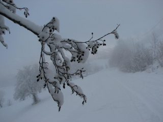 Neve