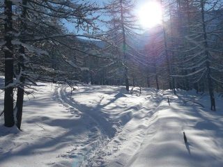 Boschetto suggestivo