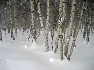 Betulle sotto la neve