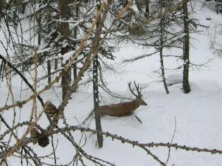 cervo nel bosco