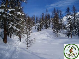 salendo nel bosco