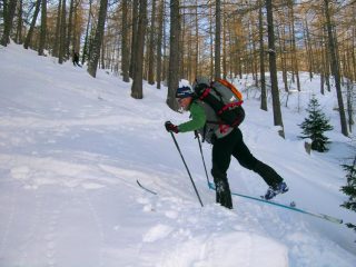 nel bosco