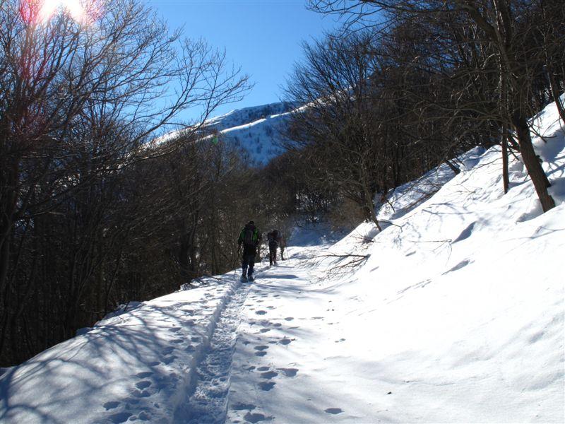Sulla strada nel bosco