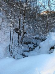 La magia del bosco innevato