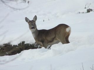 capriolo