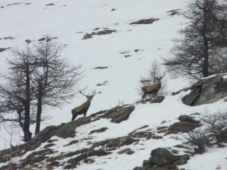 cervi