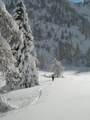 abete carico di neve