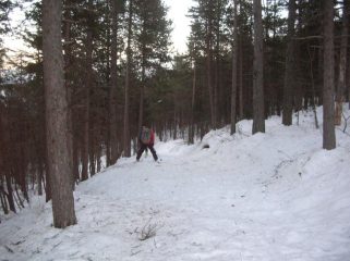 Discesa nel bosco di pino uncinato.