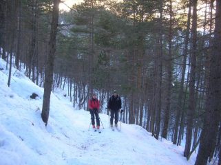 Nel bosco di pino uncinato.