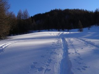 Bella traccia nel bosco