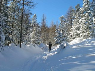 La traccia nel bosco