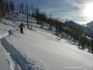 Podina nel lariceto foto m.conti