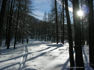 in foresta