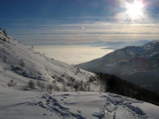 dal colletto