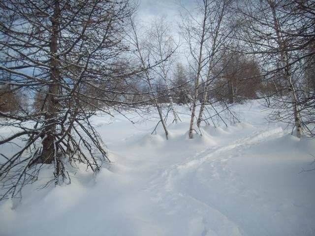 steppa Russa o bosco della Val Po??