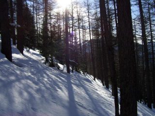 discesa dal bosco