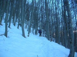 Nel bosco di faggi sopra Boden.