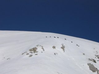 Camosci sprezzanti del pericolo