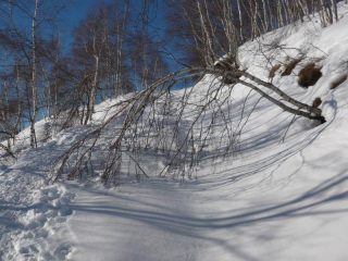 l'inchino della betulla