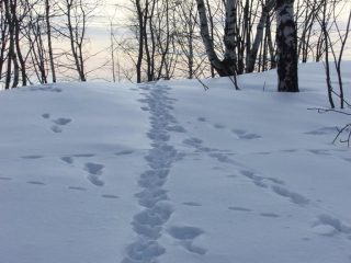 Andare e vieni di bestiole
