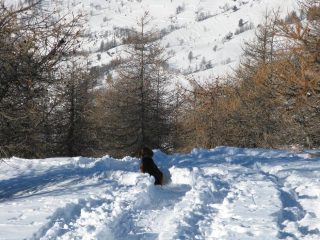 Il mio fedele Flick controlla la situazione