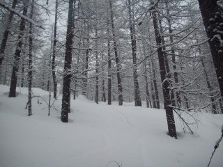 che bosco!