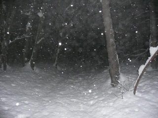 Salendo nel bosco incantato