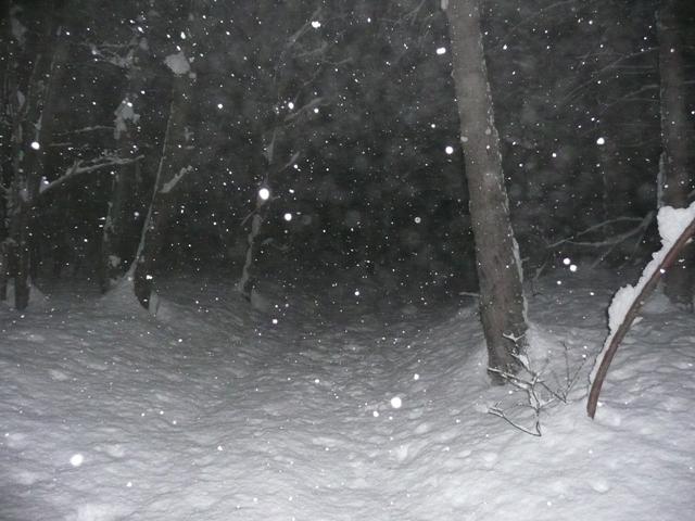 Salendo nel bosco incantato