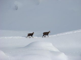 Camosci in val di Rhemes