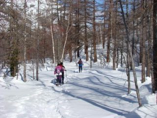 attraverso il bosco