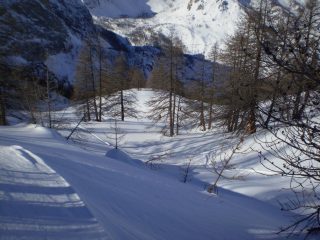 nel bosco