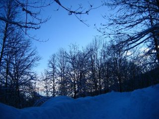 La strada nel bosco....