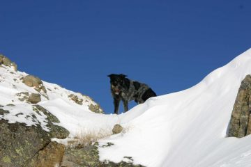 Toby (il cane)