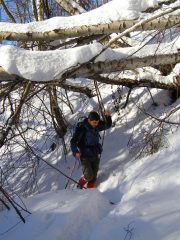 passaggi estremi sotto alberi caduti