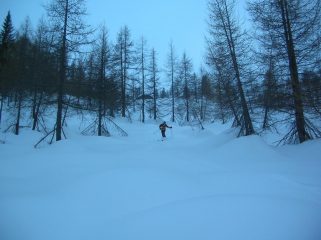 Discesa nel bosco di larici.