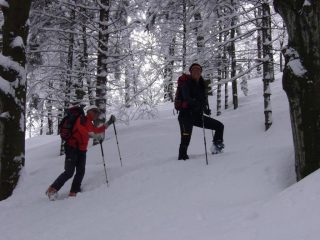 In mezzo al bosco di faggi