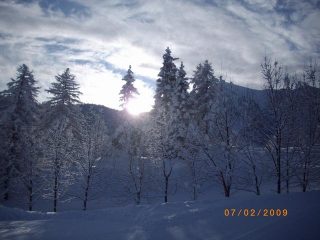 sole e abeti