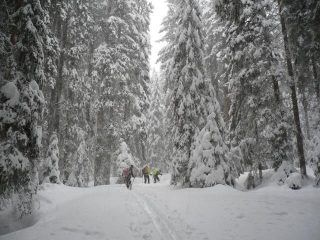 nel bosco
