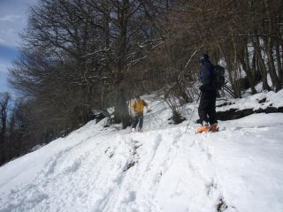 discesa nel bosco