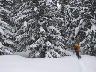 nel bosco