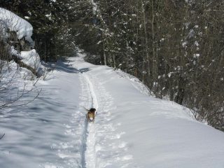 La traccia in mezzo al bosco
