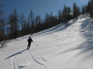 Nel bosco