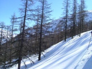 nella parte centrale del bosco