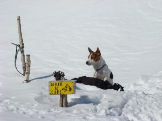 attenti al cane