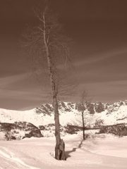 Cartolina da Tornetti