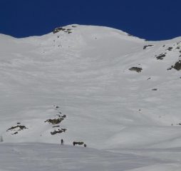 pendii alti