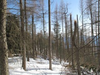 La strage di alberi