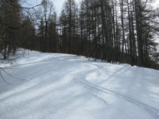 Curve nel bosco